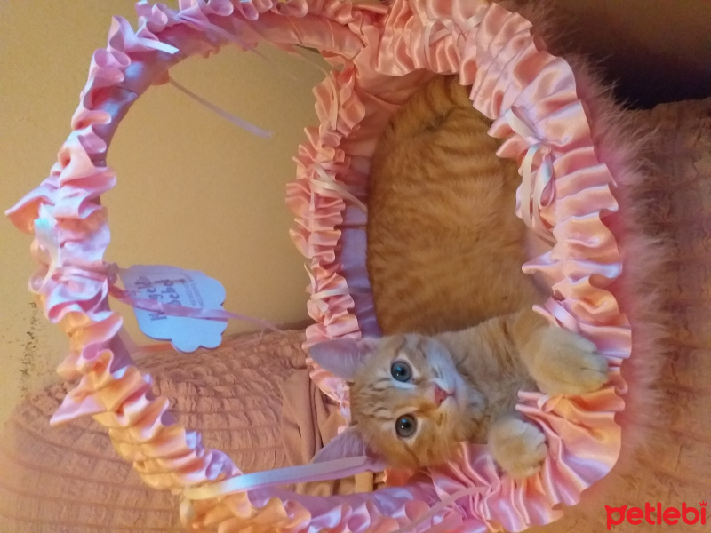 Tekir Kedi, Kedi  Mıncır fotoğrafı