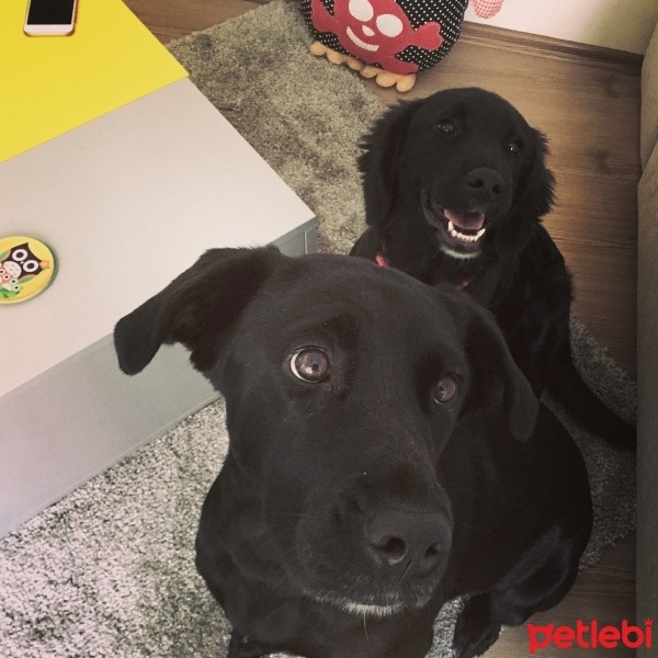 Labrador Retriever, Köpek  Arya fotoğrafı