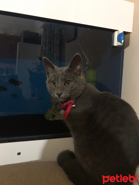 Mavi Rus, Kedi  Bilbo fotoğrafı