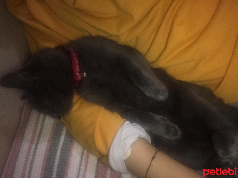 Mavi Rus, Kedi  Bilbo fotoğrafı