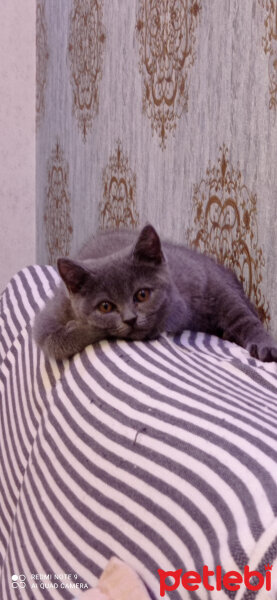 British Shorthair, Kedi  Şeri fotoğrafı