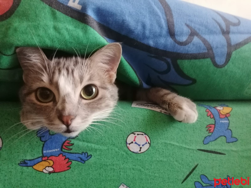 Mavi Rus, Kedi  Mia fotoğrafı