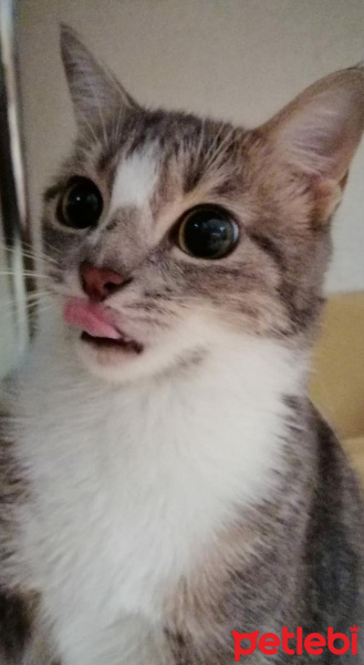Mavi Rus, Kedi  Mia fotoğrafı