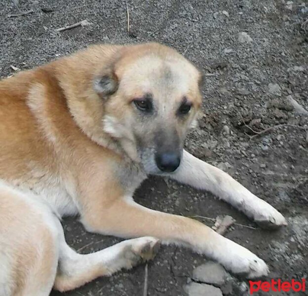 Kangal, Köpek  Toni fotoğrafı