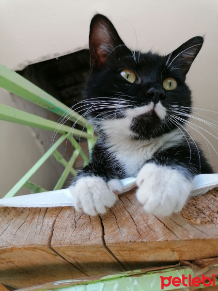 Tekir Kedi, Kedi  Ciguli fotoğrafı