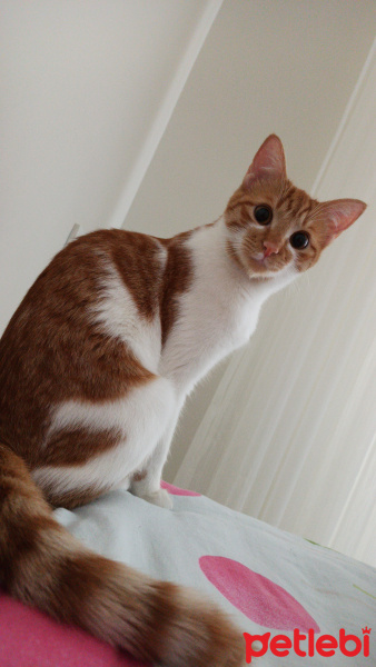 Sarman, Kedi  Minnoş fotoğrafı