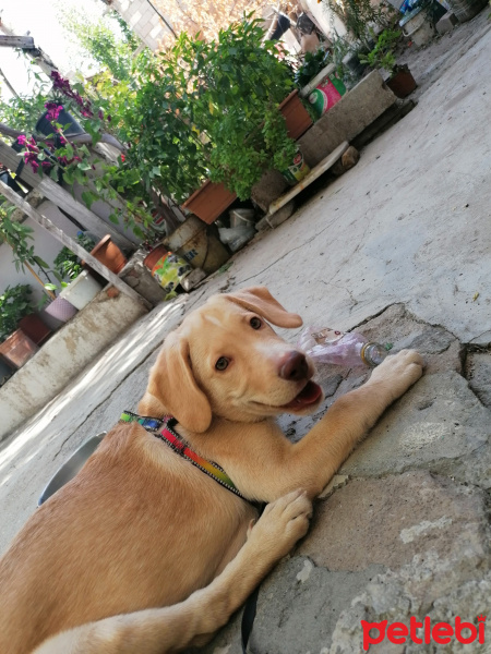 Labrador Retriever, Köpek  Şila fotoğrafı