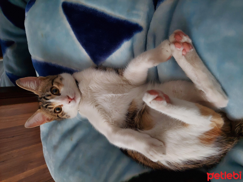 Tekir Kedi, Kedi  Mia fotoğrafı