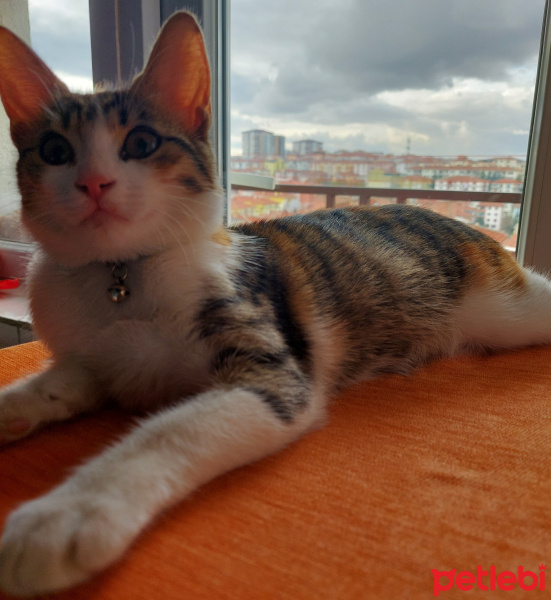 Tekir Kedi, Kedi  Mia fotoğrafı