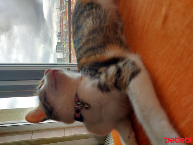 Tekir Kedi, Kedi  Mia fotoğrafı