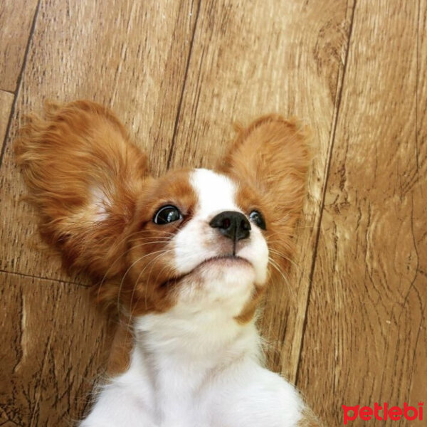 Cavalier King Charles Spanieli, Köpek  Gofret fotoğrafı