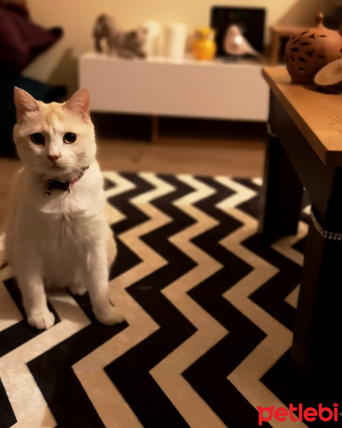 Tekir Kedi, Kedi  Mapsi fotoğrafı