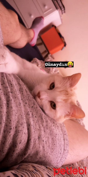 Tekir Kedi, Kedi  Mapsi fotoğrafı