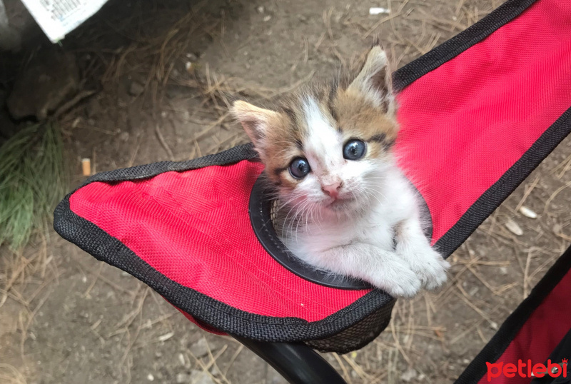 Tekir Kedi, Kedi  minnoş arya fotoğrafı