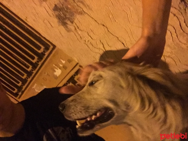 Golden Retriever, Köpek  Mutlu fotoğrafı