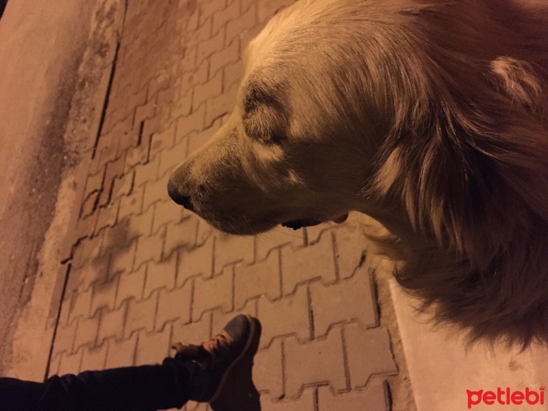 Golden Retriever, Köpek  Mutlu fotoğrafı