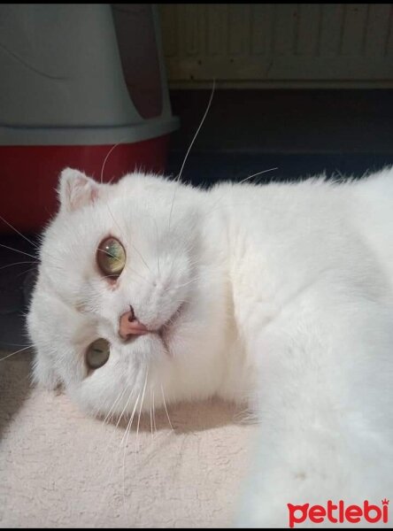 Scottish Fold, Kedi  Leo fotoğrafı