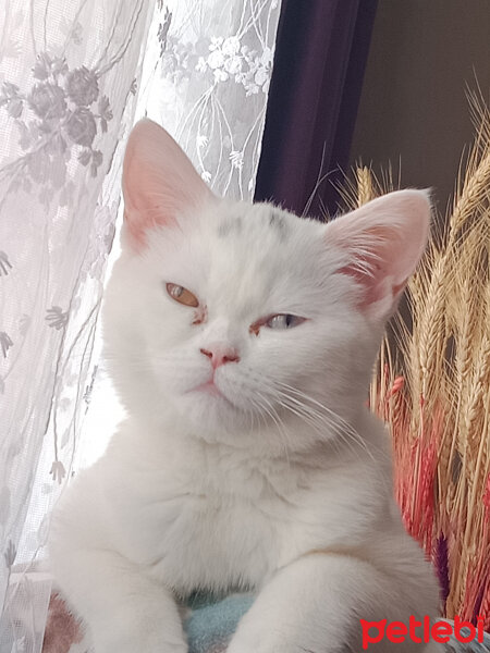 British Shorthair, Kedi  Maya fotoğrafı