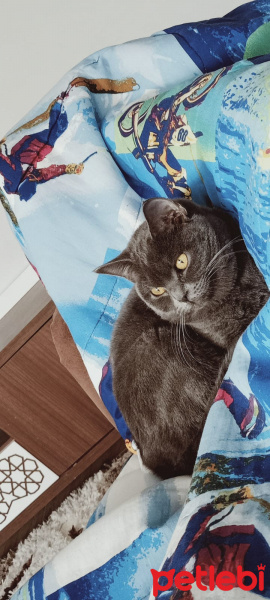 British Shorthair, Kedi  Shila fotoğrafı