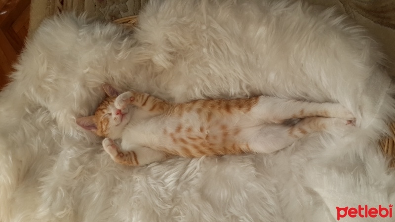 Tekir Kedi, Kedi  Poyraz fotoğrafı