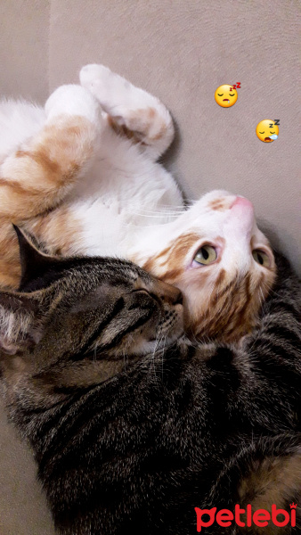 Tekir Kedi, Kedi  Poyraz fotoğrafı