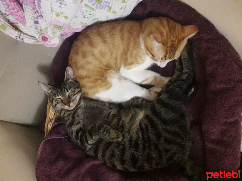 Tekir Kedi, Kedi  Poyraz fotoğrafı