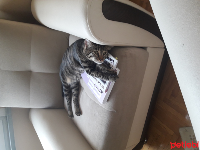 Tekir Kedi, Kedi  Poyraz fotoğrafı