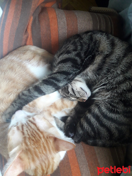 Tekir Kedi, Kedi  Poyraz fotoğrafı