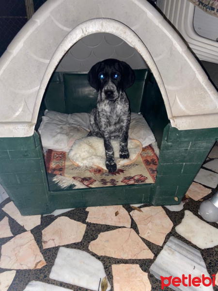 Pointer, Köpek  Niko fotoğrafı