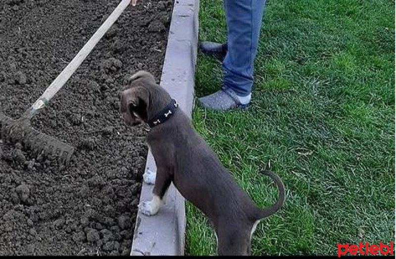 Sokö (Sokak Köpeği), Köpek  Mavi fotoğrafı