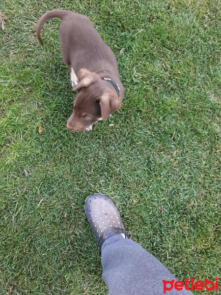 Sokö (Sokak Köpeği), Köpek  Mavi fotoğrafı