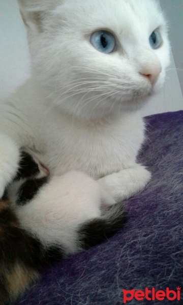 Ankara Kedisi, Kedi  Maviş fotoğrafı
