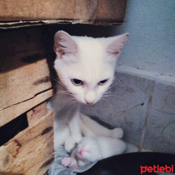 Ankara Kedisi, Kedi  Maviş fotoğrafı