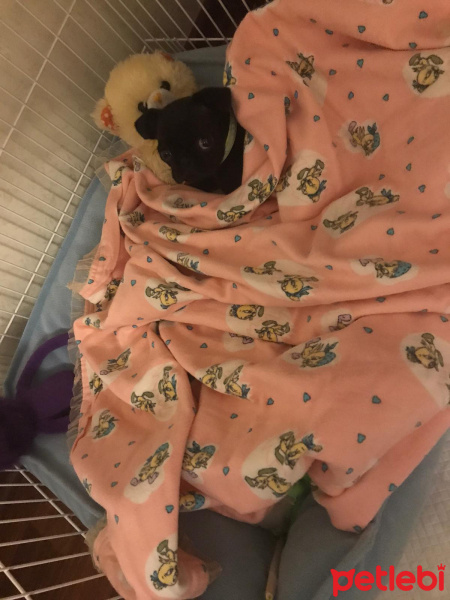 Pug, Köpek  Çiko fotoğrafı