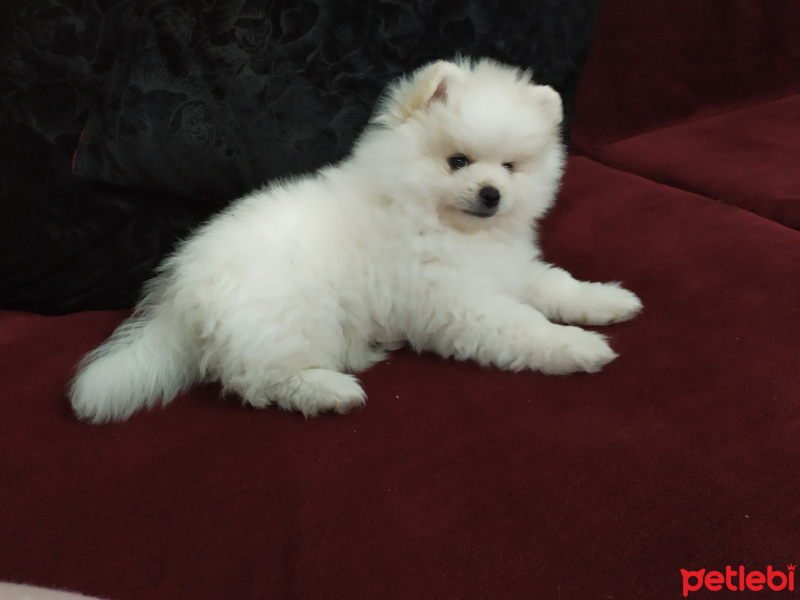 Pomeranyalı, Köpek  Ponçik fotoğrafı