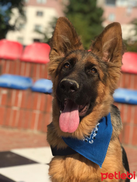 Alman Çoban Köpeği, Köpek  Xayah fotoğrafı