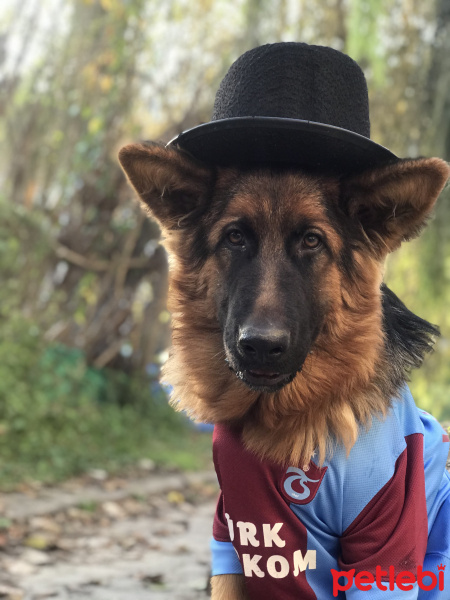 Alman Çoban Köpeği, Köpek  Xayah fotoğrafı