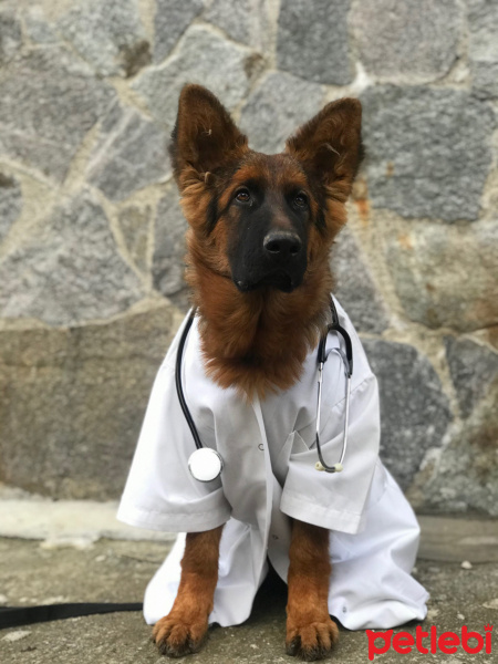 Alman Çoban Köpeği, Köpek  Xayah fotoğrafı