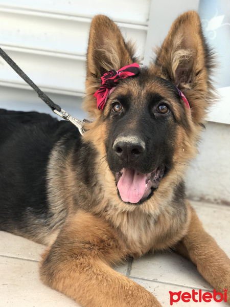 Alman Çoban Köpeği, Köpek  Xayah fotoğrafı