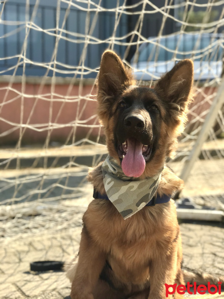 Alman Çoban Köpeği, Köpek  Xayah fotoğrafı