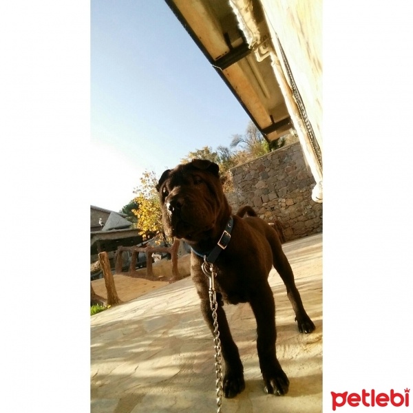 Çin Shar Pei, Köpek  Rıfkı fotoğrafı