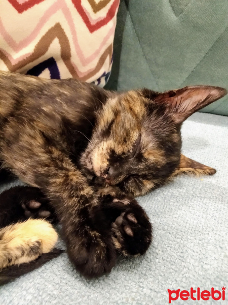 Tekir Kedi, Kedi  Ponçik fotoğrafı