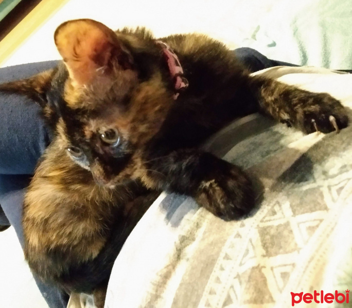 Tekir Kedi, Kedi  Ponçik fotoğrafı