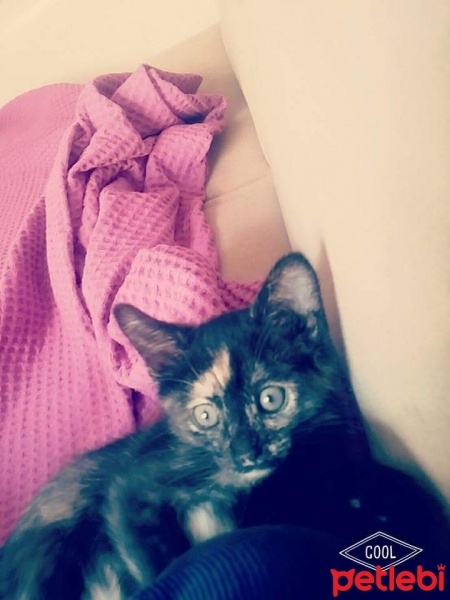 Tekir Kedi, Kedi  tekir fotoğrafı