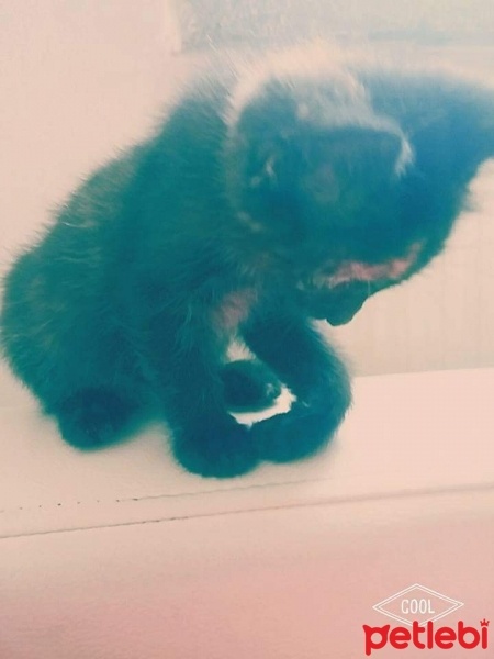 Tekir Kedi, Kedi  tekir fotoğrafı