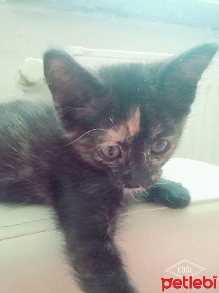 Tekir Kedi, Kedi  tekir fotoğrafı