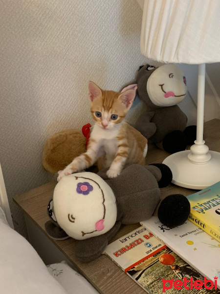 Sarman, Kedi  Güneş fotoğrafı