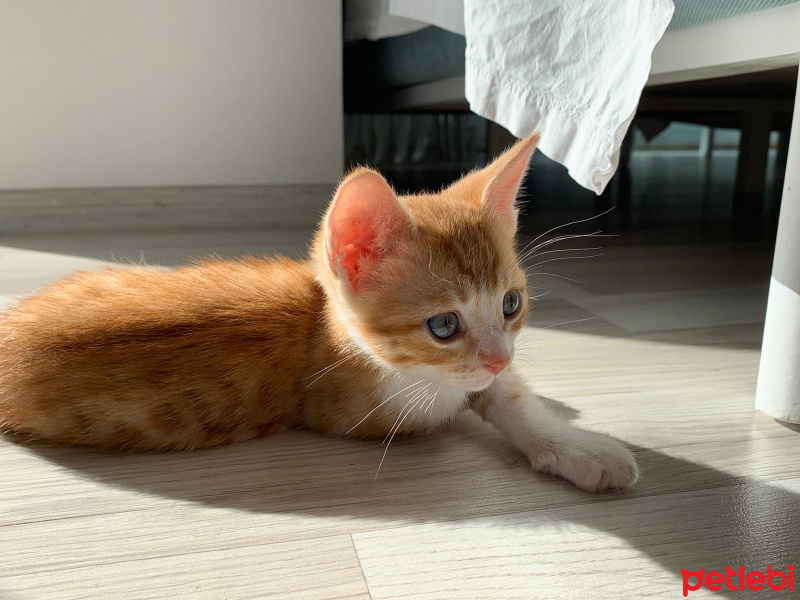 Sarman, Kedi  Güneş fotoğrafı