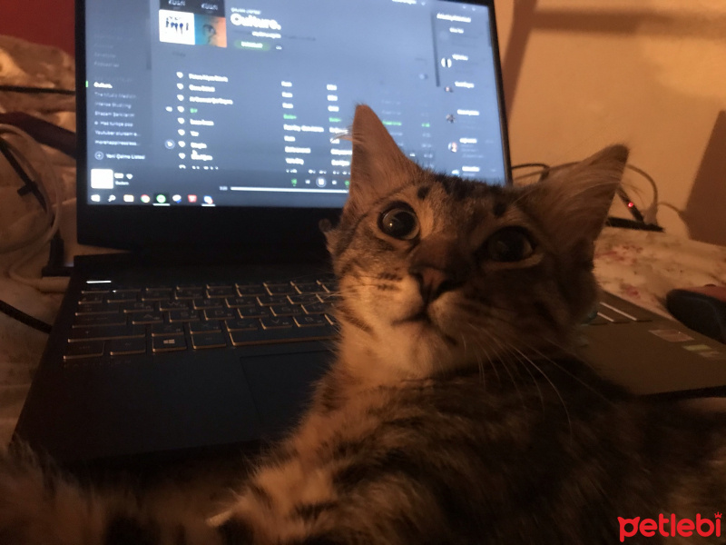 Tekir Kedi, Kedi  Lila fotoğrafı