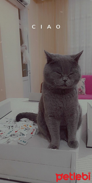 Scottish Fold, Kedi  Efe fotoğrafı